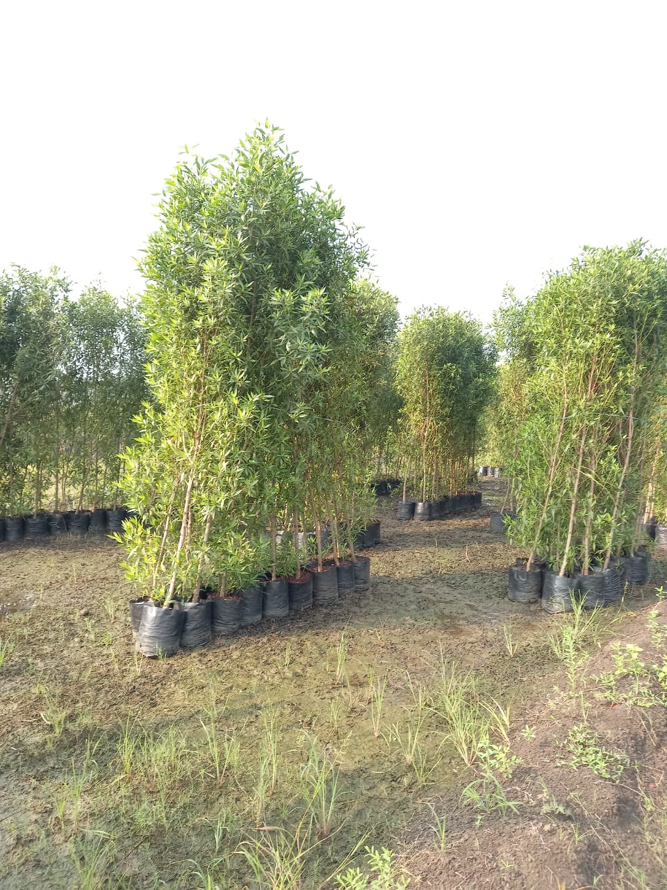 Best Kadiyam Nursery Call 6309717556, Kadiyam Nursery /kadiyam Online